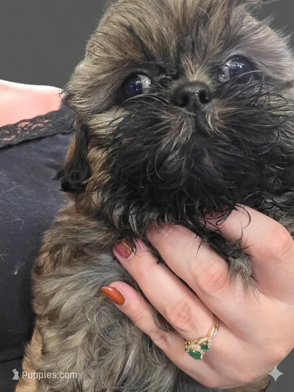 CKC - Red and Black Male (Gray collar) – Shih Tzu puppy for sale in Palatka, FL
