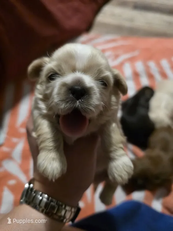 AKC Male 1 – Shih Tzu puppy for sale in Palatka, FL