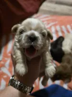 AKC Male 1, a male Shih Tzu for sale in Palatka, FL – 1 of 2