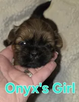 Onyxs Brown Girl , a female Shih Tzu for sale in Palatka, FL – 2 of 3