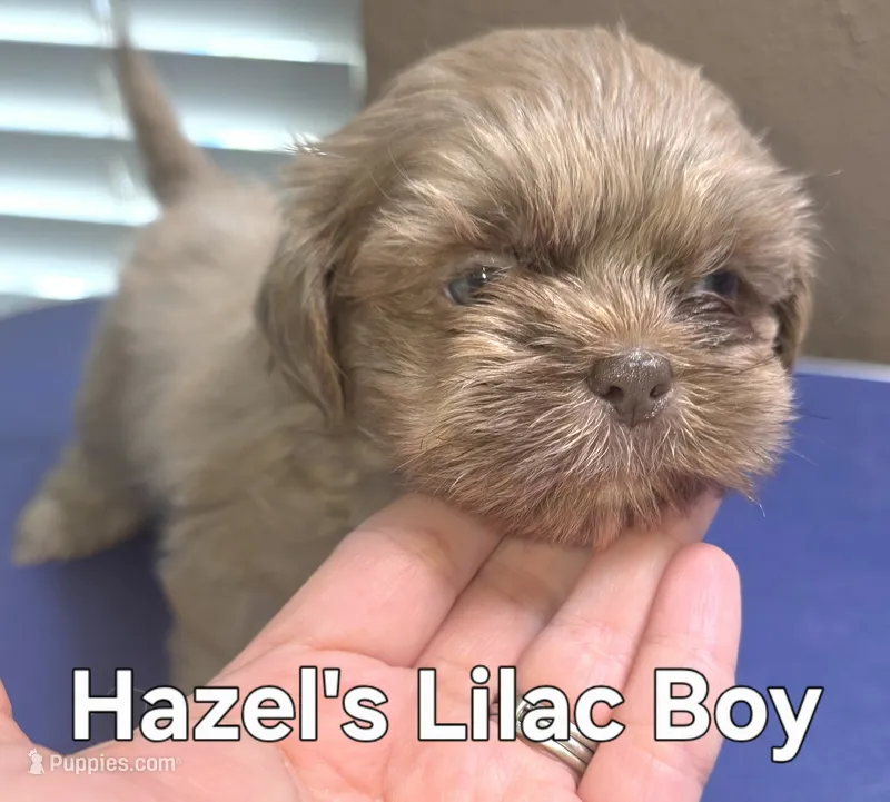Hazel's Lilac Male – Shih Tzu puppy for sale in Palatka, FL