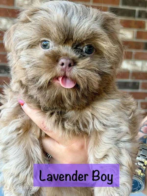 CKC Lavender Male – Shih Tzu puppy for sale in Palatka, FL