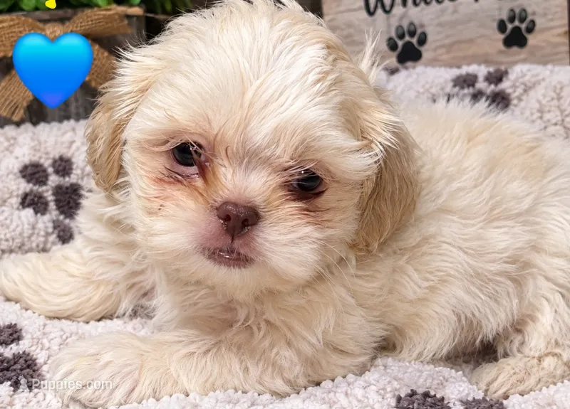 CKC White Male – Shih Tzu puppy for sale in Palatka, FL