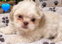 CKC White Male, a male Shih Tzu for sale in Palatka, FL – 3 of 9