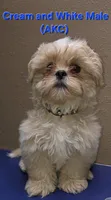 AKC Cream and White Male, a male Shih Tzu for sale in Palatka, FL – 2 of 4