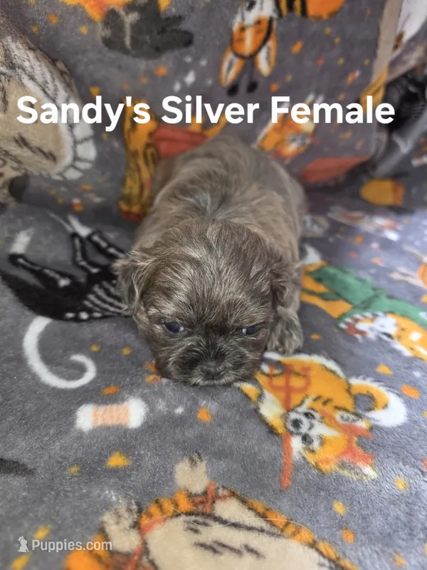 CKC - Silver Female – Shih Tzu puppy for sale in Palatka, FL