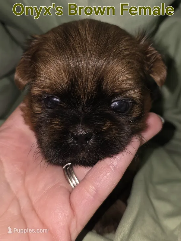 Onyxs Brown Girl  – Shih Tzu puppy for sale in Palatka, FL