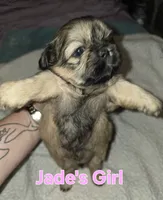 Jade's Girl 1, a female Shih Tzu for sale in Palatka, FL – 3 of 3