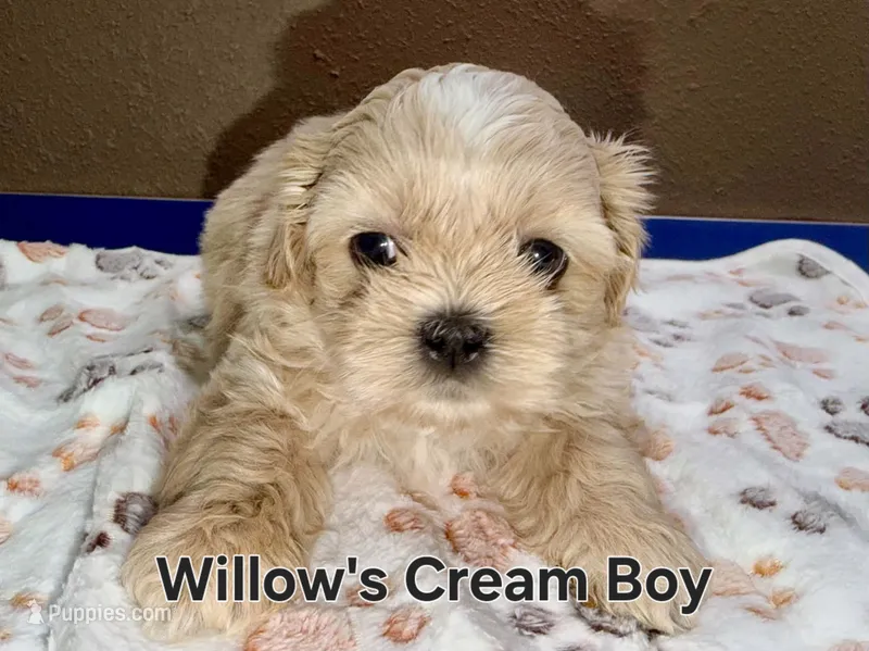 AKC - Cream and White Male – Shih Tzu puppy for sale in Palatka, FL
