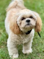 CKC - Cream and White Female, a female Shih Tzu for sale in Palatka, FL – 3 of 3