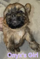Onyx's light brown Girl , a female Shih Tzu for sale in Palatka, FL – 3 of 3