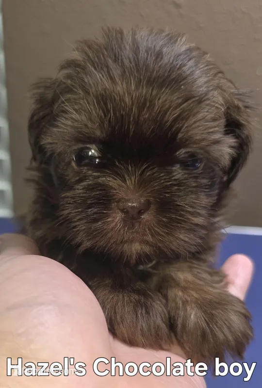 Hazel's Chocolate Male – Shih Tzu puppy for sale in Palatka, FL