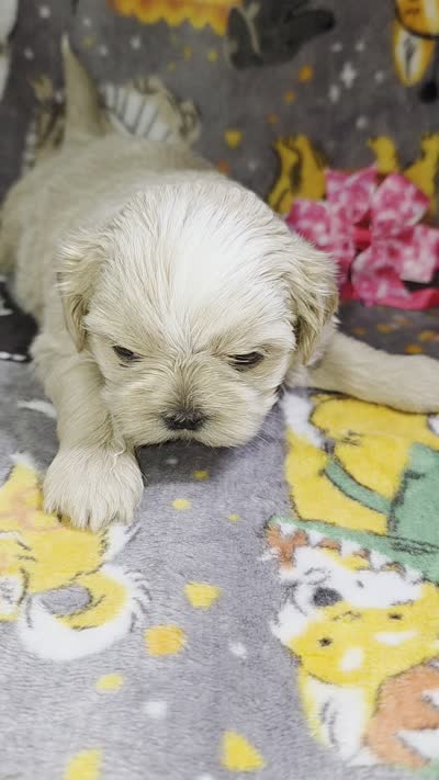AKC - Cream and White Female, a female Shih Tzu for sale in Palatka, FL – 8 of 8