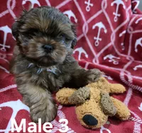 AKC Male 3, a male Shih Tzu for sale in Palatka, FL – 2 of 5