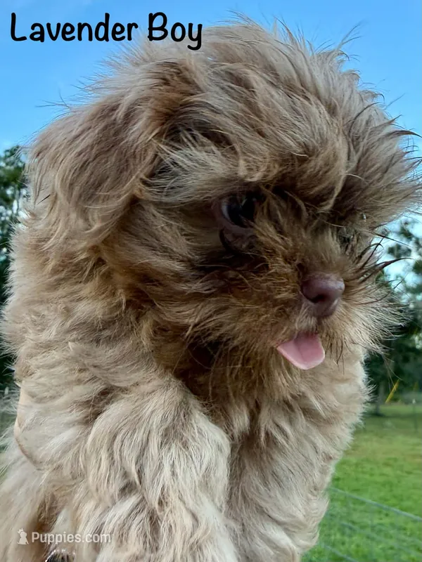 CKC Lavender Male – Shih Tzu puppy for sale in Palatka, FL