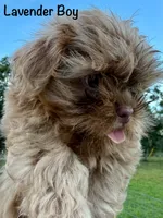 CKC Lavender Male, a male Shih Tzu for sale in Palatka, FL – 2 of 7