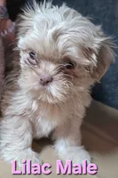 CKC Lilac Male, a male Shih Tzu for sale in Palatka, FL – 5 of 8