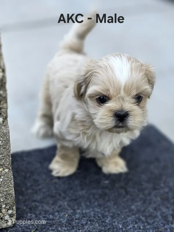AKC Male 1 – Shih Tzu puppy for sale in Palatka, FL