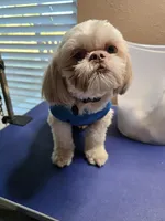 Gizmo, a male Shih Tzu for sale in Palatka, FL – Photo 4 of 4