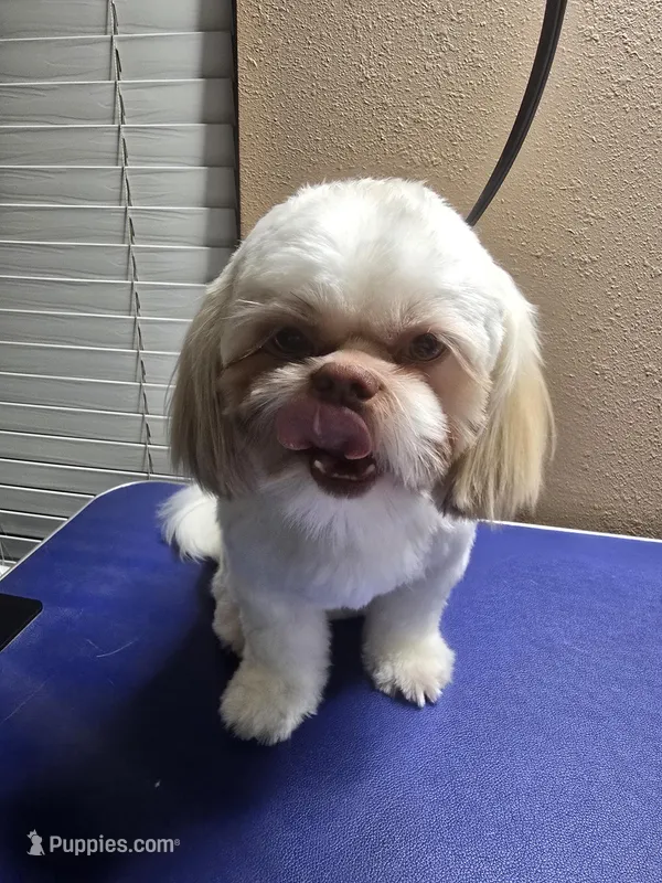 Gizmo – Shih Tzu puppy for sale in Palatka, FL