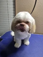 Gizmo, a male Shih Tzu for sale in Palatka, FL – Photo 1 of 4