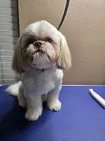 Gizmo, a male Shih Tzu for sale in Palatka, FL – Photo 2 of 4