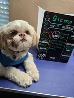 Gizmo, a male Shih Tzu for sale in Palatka, FL – Photo 3 of 4