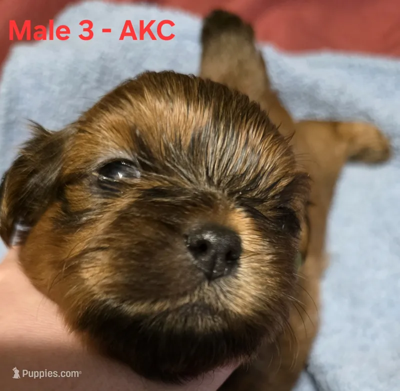 AKC Male 3 – Shih Tzu puppy for sale in Palatka, FL
