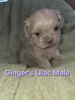 CKC Lilac Male, a male Shih Tzu for sale in Palatka, FL – 3 of 3