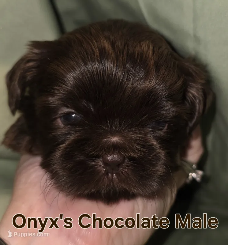 Onyx's Chocolate Male – Shih Tzu puppy for sale in Palatka, FL