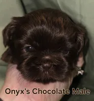 Onyx's Chocolate Male, a male Shih Tzu for sale in Palatka, FL – 1 of 1