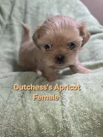 CKC Apricot Female , a female Shih Tzu for sale in Palatka, FL – 2 of 2