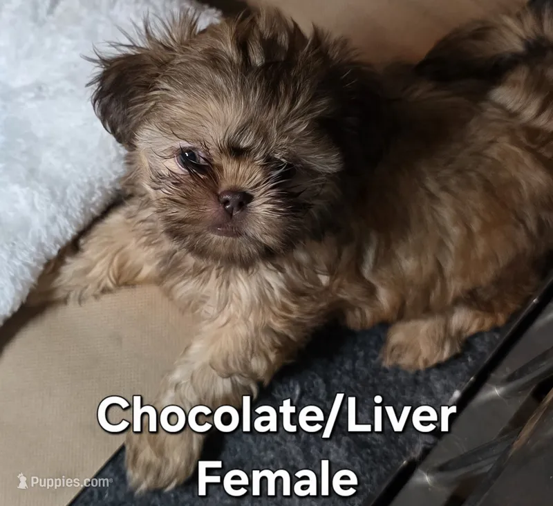 CKC Liver and Chocolate Female  – Shih Tzu puppy for sale in Palatka, FL