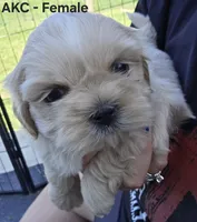 AKC Female, a female Shih Tzu for sale in Palatka, FL – 6 of 9