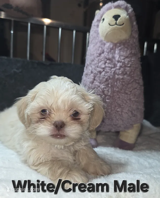 CKC White Male – Shih Tzu puppy for sale in Palatka, FL