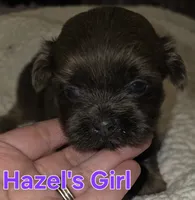 Hazel's Lavender Girl, a female Shih Tzu for sale in Palatka, FL – 2 of 3
