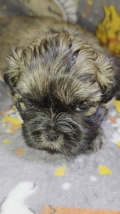 CKC - Red and Black Male (Gray collar), a male Shih Tzu for sale in Palatka, FL – 7 of 7