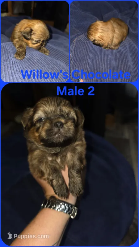 AKC - Chocolate Male 2 – Shih Tzu puppy for sale in Palatka, FL