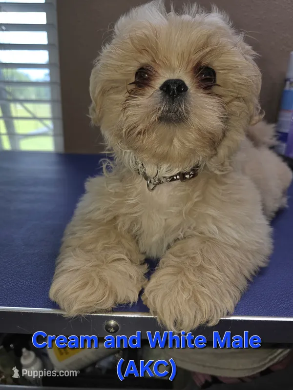 AKC Cream and White Male – Shih Tzu puppy for sale in Palatka, FL