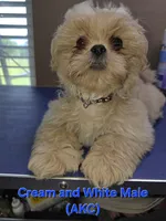 AKC Cream and White Male, a male Shih Tzu for sale in Palatka, FL – 1 of 4