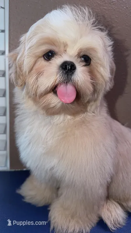 AKC Cream and White Male – Shih Tzu puppy for sale in Palatka, FL