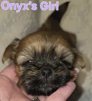 Onyx's light brown Girl , a female Shih Tzu for sale in Palatka, FL – 2 of 3