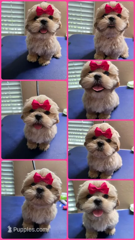 AKC Female – Shih Tzu puppy for sale in Palatka, FL
