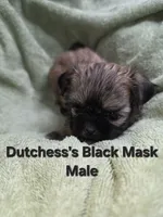 CKC Male with Black Mask, a male Shih Tzu for sale in Palatka, FL – 2 of 3