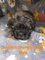 CKC - Red and Black Male (orange collar), a male Shih Tzu for sale in Palatka, FL – 3 of 7