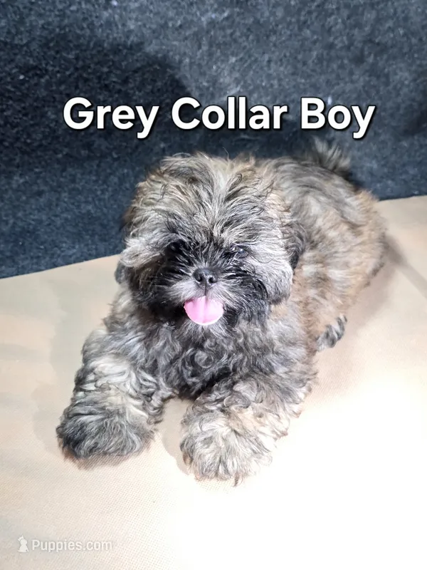 CKC - Red and Black Male (Gray collar) – Shih Tzu puppy for sale in Palatka, FL