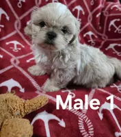 AKC Male 1, a male Shih Tzu for sale in Palatka, FL – 3 of 4