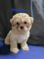 Blue Male ckc, a male Shih Tzu for sale in Palatka, FL – Photo 2 of 9