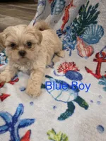 Blue Male ckc, a male Shih Tzu for sale in Palatka, FL – Photo 9 of 9