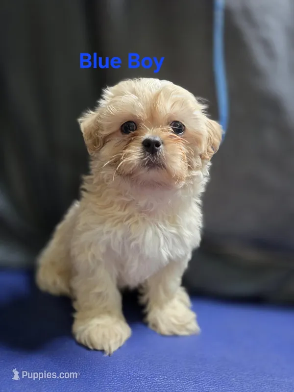 Blue Male ckc – Shih Tzu puppy for sale in Palatka, FL
